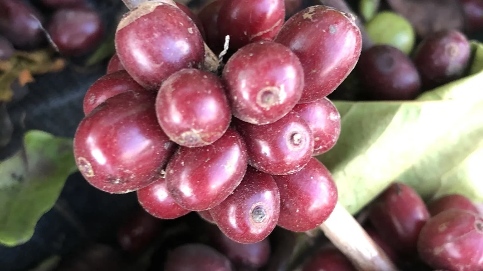 Cerejas de café maduras prontas para colheita