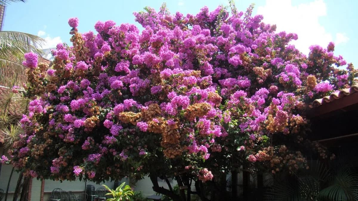 Árvore de bougainvillea florida em jardim da Riviera de São Lourenço, em Bertioga