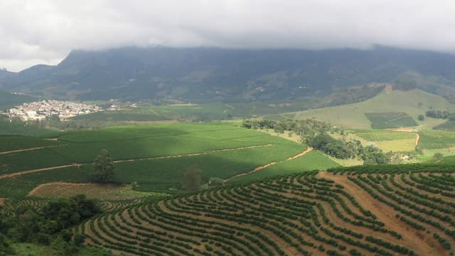 Vista aérea de plantação de café em terraços nas colinas de Minas Gerais, com montanhas ao fundo