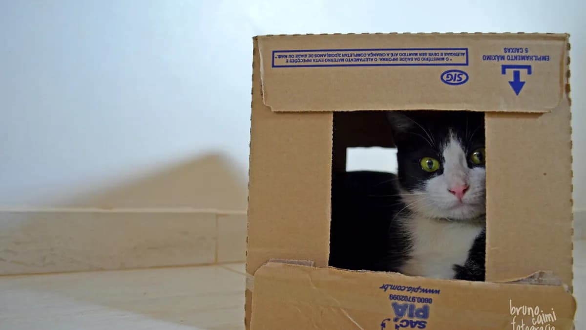 Gato espia por janela recortada em caixa de papelão