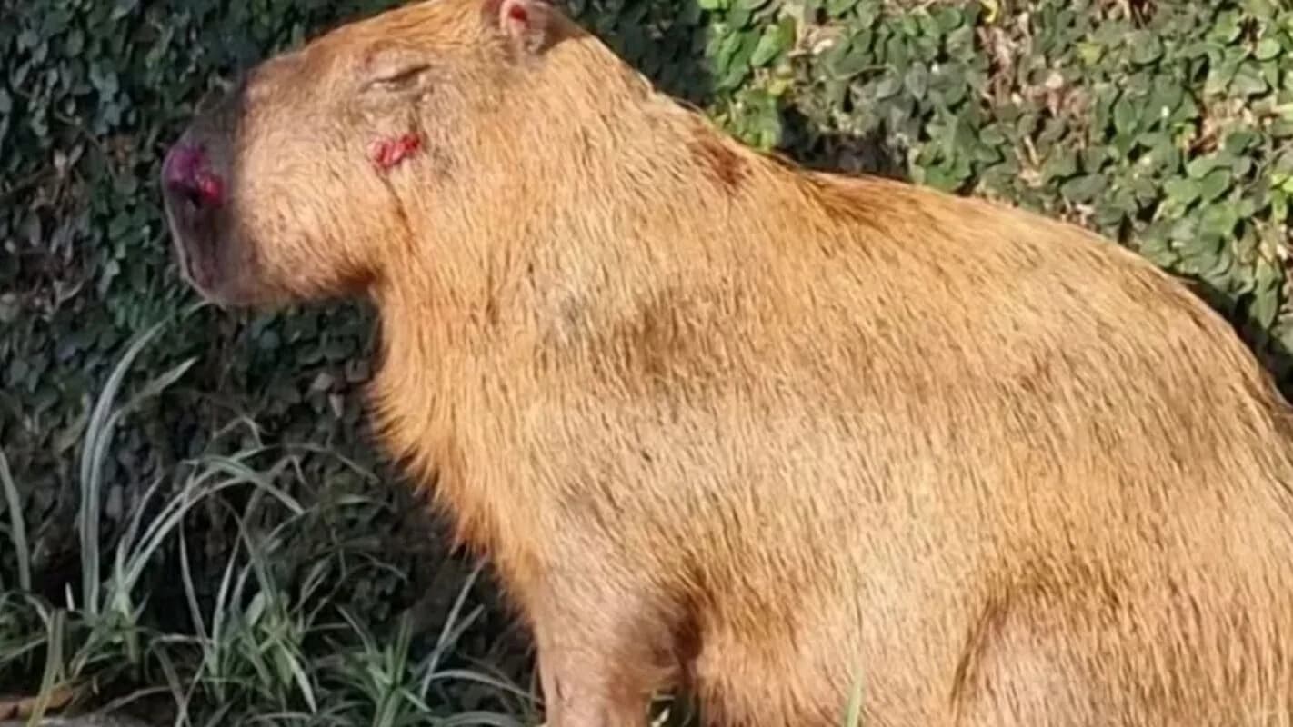 Capivara em close, de frente, em ambiente natural