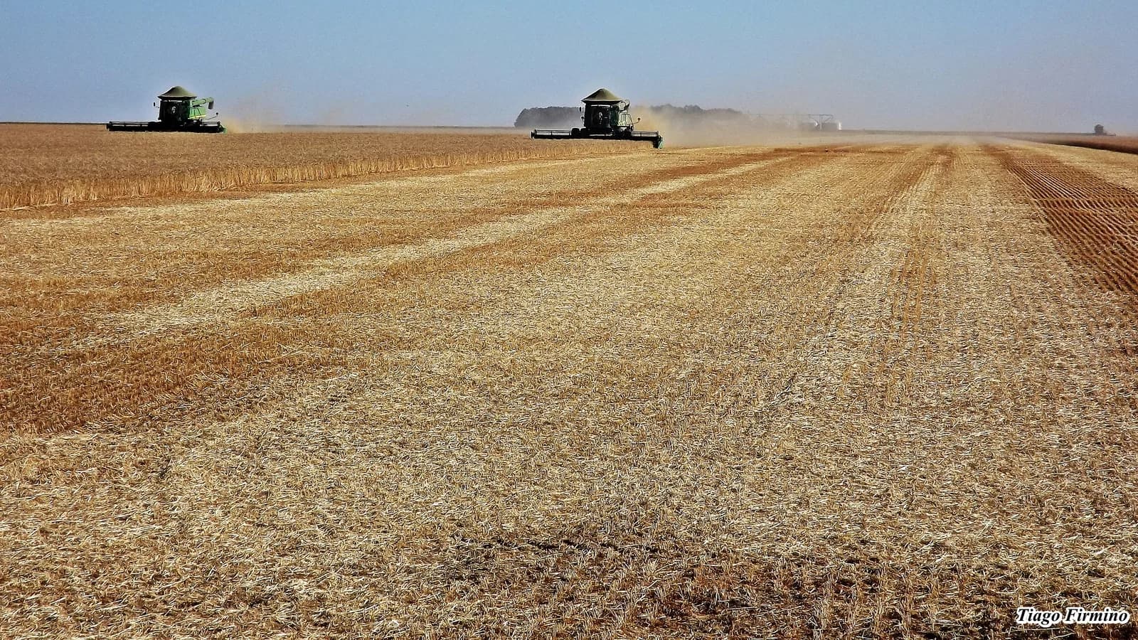 Colheitadeiras trabalhando em lavoura de trigo