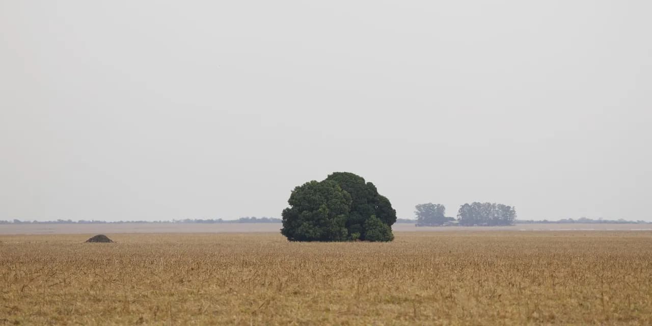 Imagem ilustrativa: Fronteira Cerrado: o agronegócio entre desenvolvimento e destruição — Assuntos: Fronteira Cerrado, série especial, Cerrado, agronegócio, Lei Kandir, grilagem de
