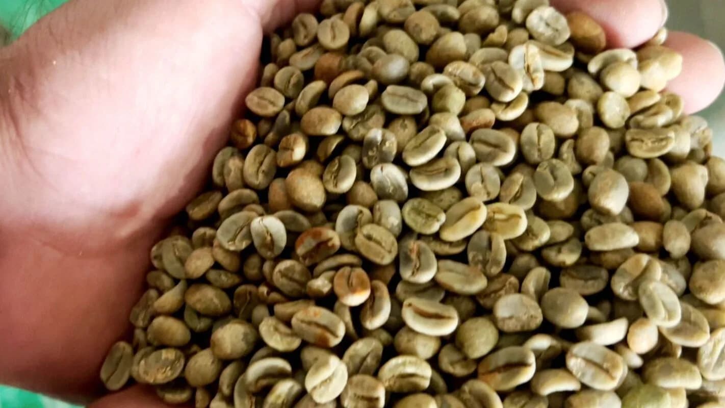 Mão de produtor segura grãos de café colhidos em Minas Gerais