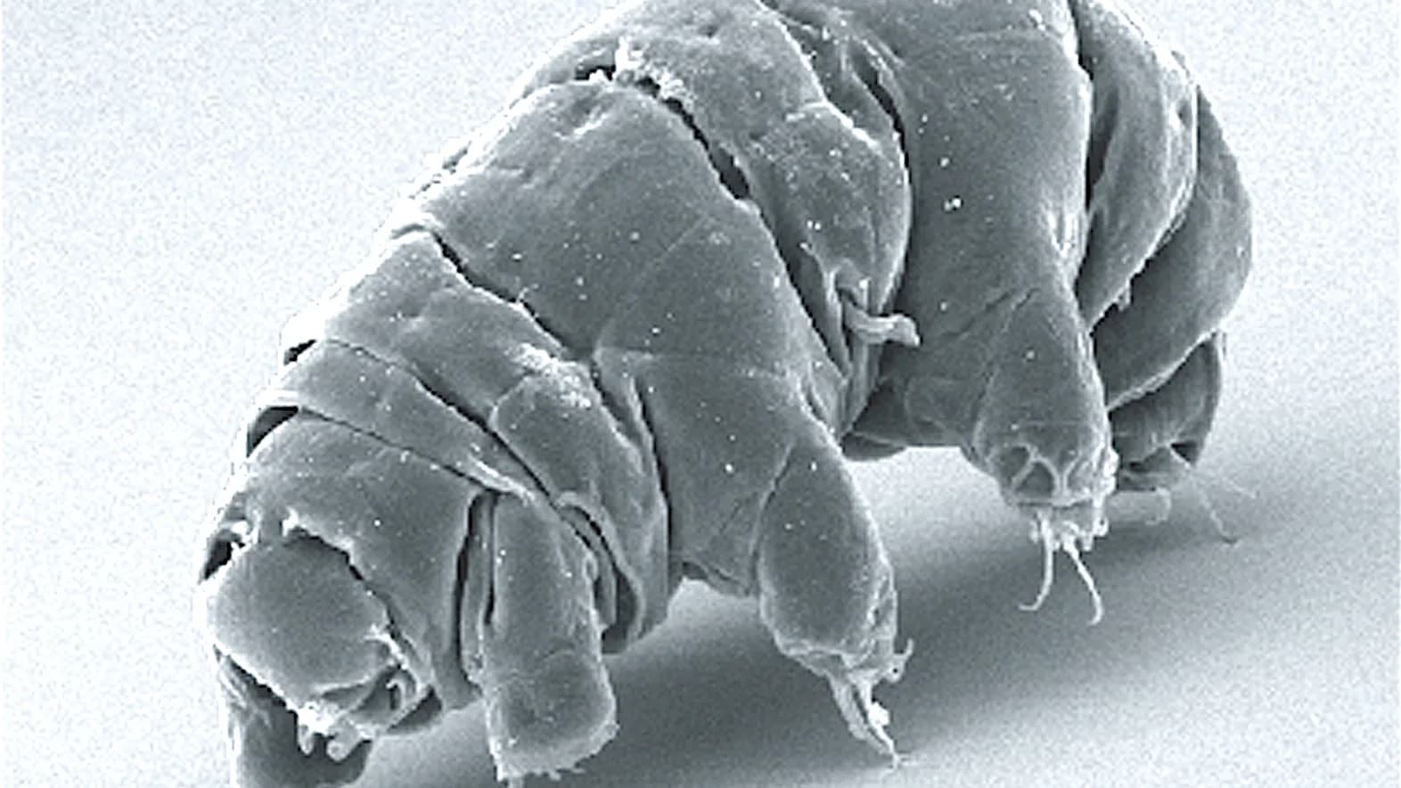 Imagem de microscopia eletrônica de varredura mostra um tardígrado em estado ativo, com oito patas e corpo segmentado