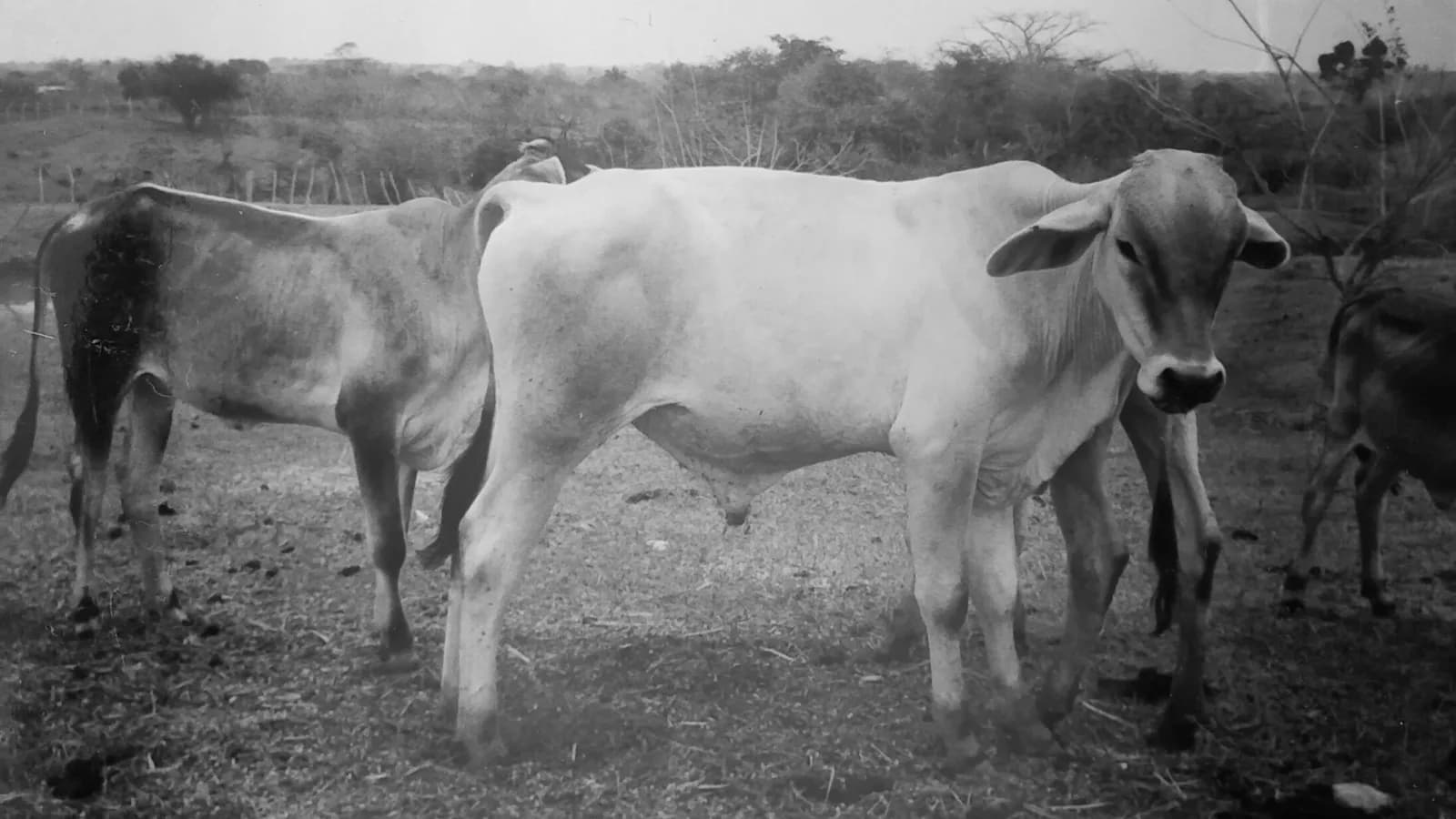 Gado zebu (Bos taurus indicus) em pasto, raça típica da pecuária de corte brasileira