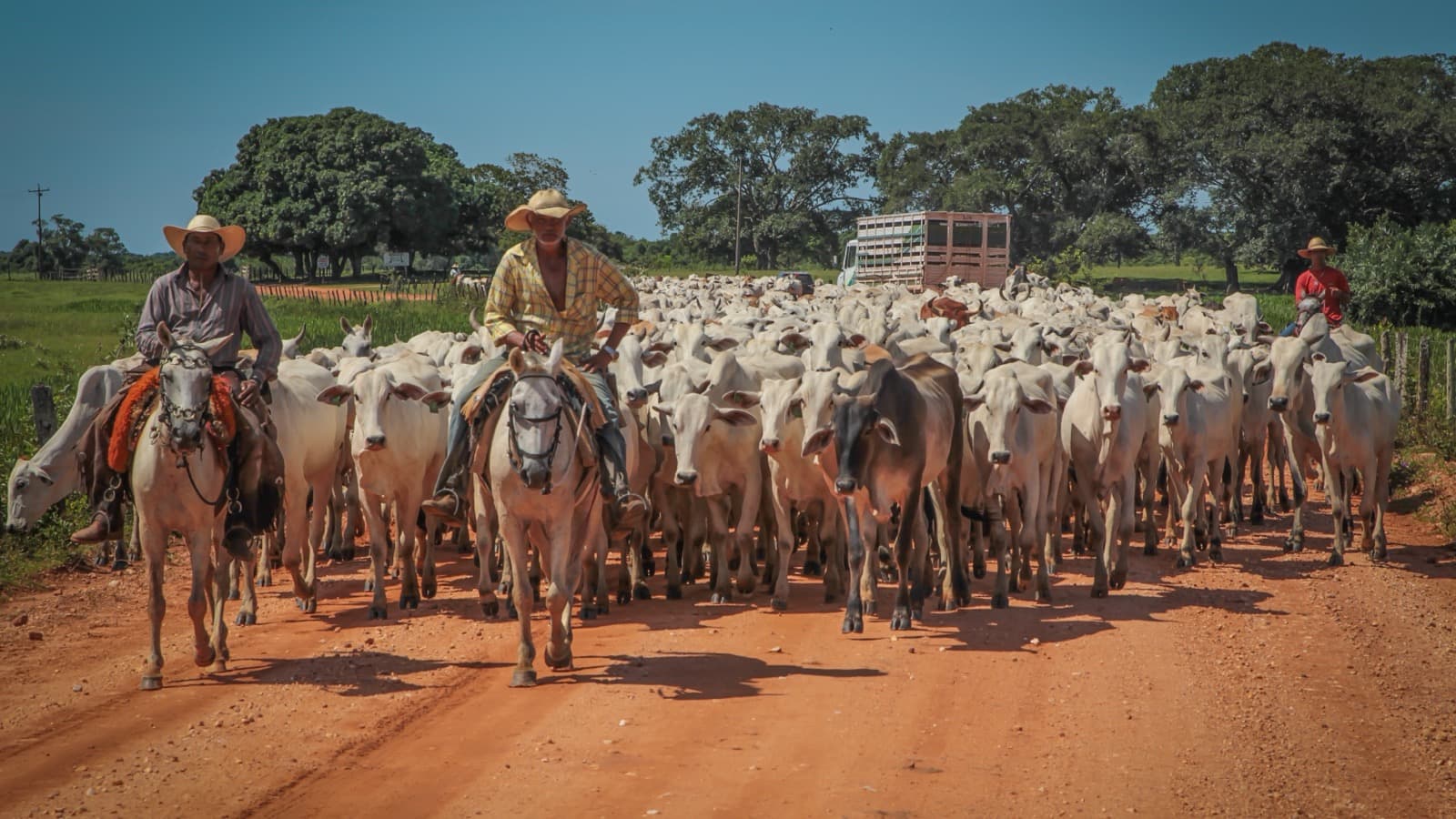 Pantaneiros a cavalo conduzem boiada de gado Nelore em estrada de terra no Pantanal