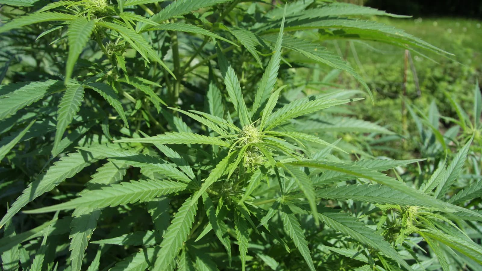 Planta de cannabis com folhas verdes, close-up ao ar livre