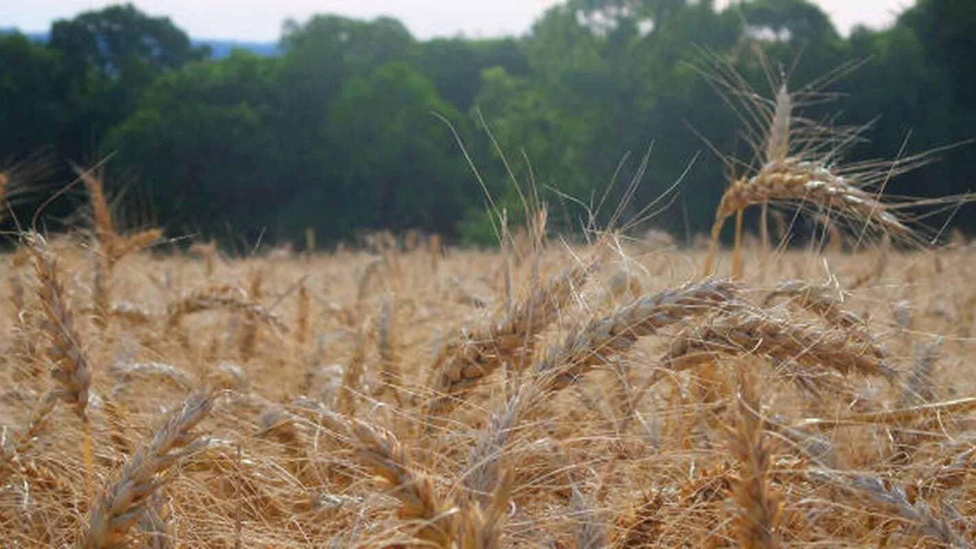 Lavoura de trigo em campo aberto, com espigas douradas prontas para colheita