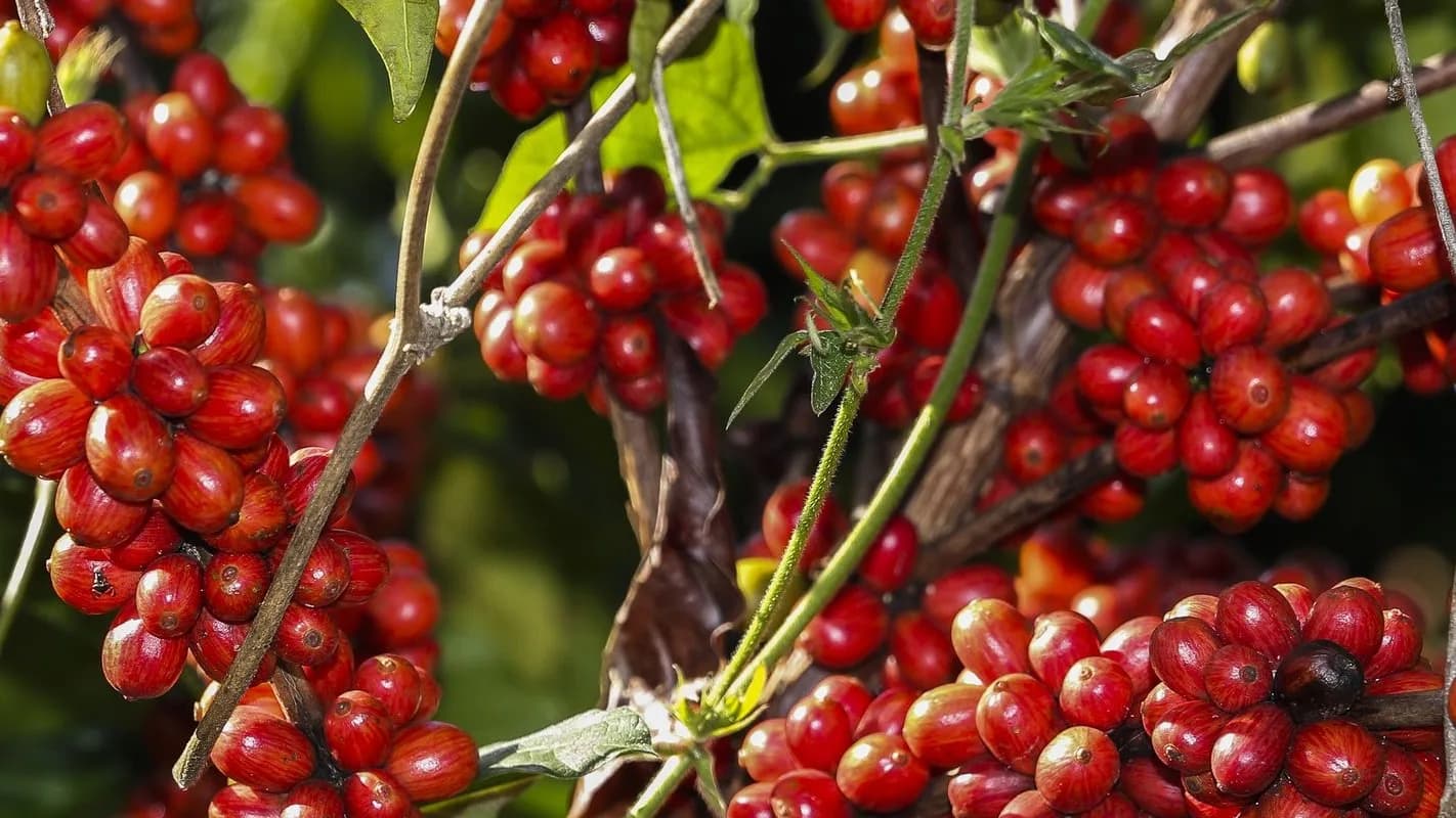 Cachos de café maduro em pé de cafeeiro, close-up