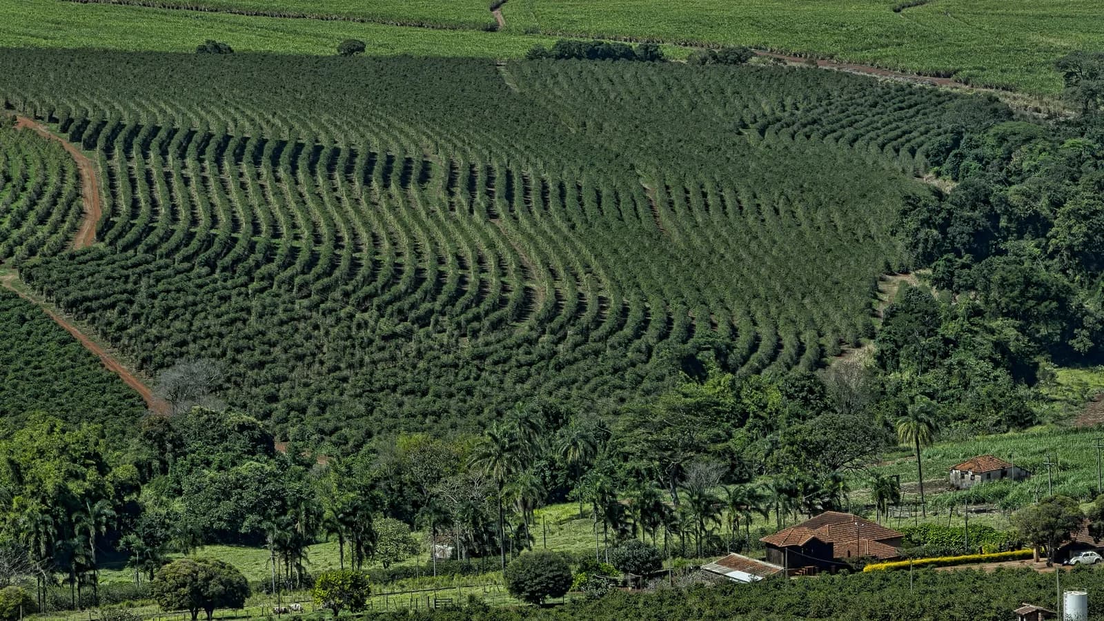 Plantação de café vista de cima, cafezais após a colheita