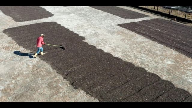 Trabalhador revira grãos de café em terreiro de secagem em Minas Gerais