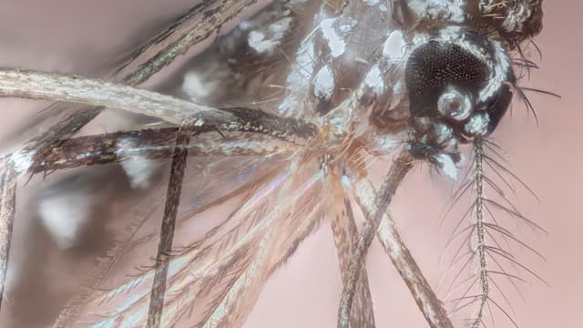 Foto macro do mosquito Aedes aegypti, transmissor da dengue, zika e chikungunya, mostrando as pernas com as características faixas brancas da espécie
