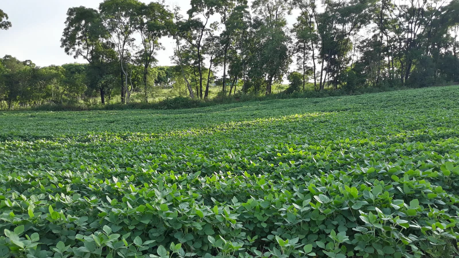 Plantação de soja em área rural de Novo Barreiro, no Rio Grande do Sul