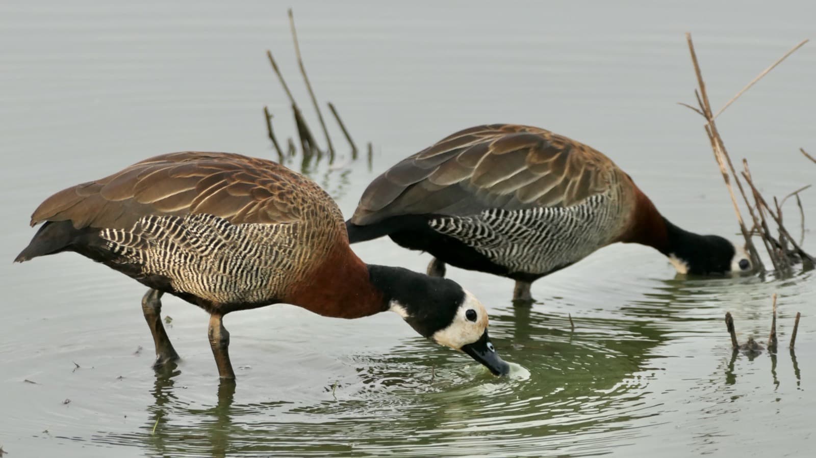 Dois irerês (Dendrocygna viduata), espécie envolvida no caso de gripe aviária em São Paulo, forrageando em lagoa rasa (foto ilustrativa da espécie)
