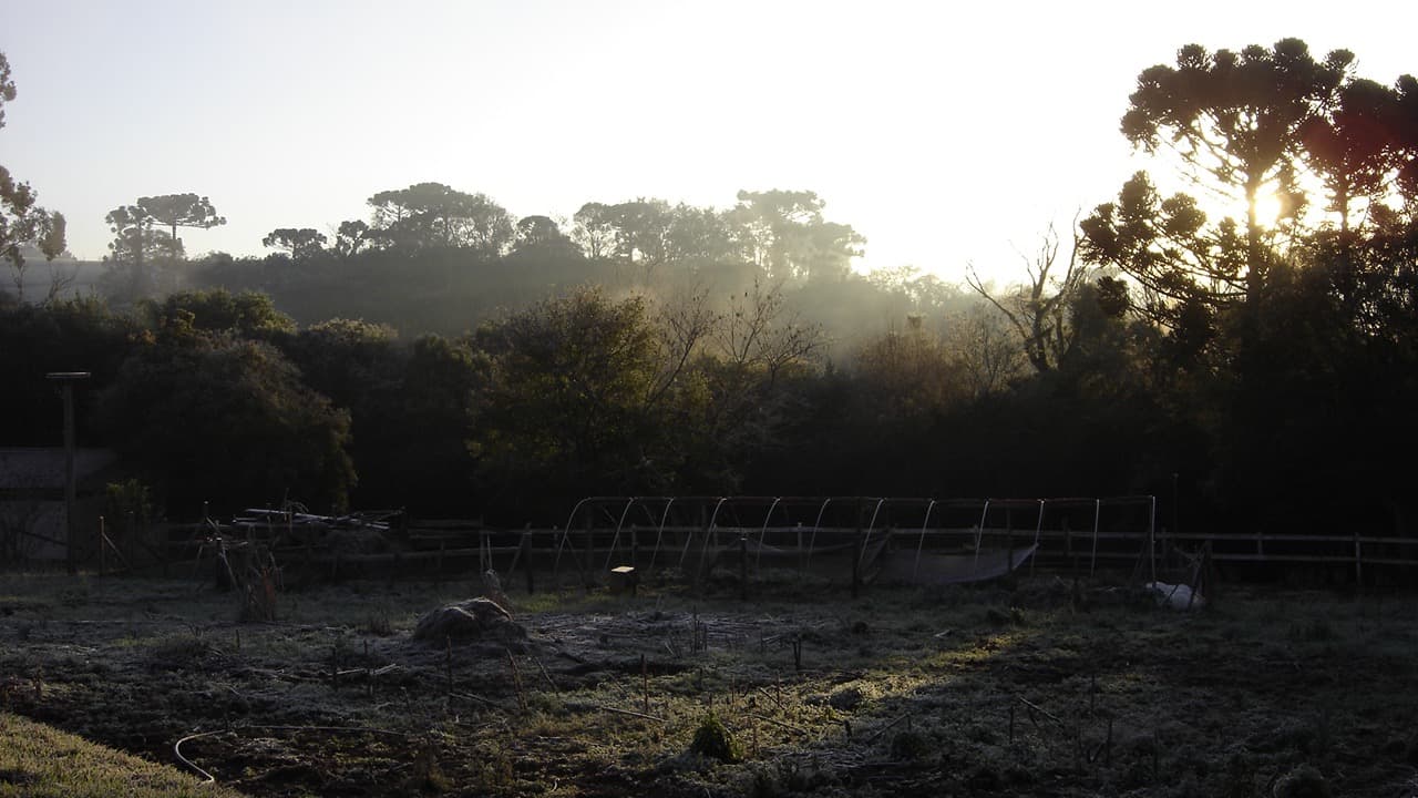 Geada em área rural com araucárias ao amanhecer no Rio Grande do Sul