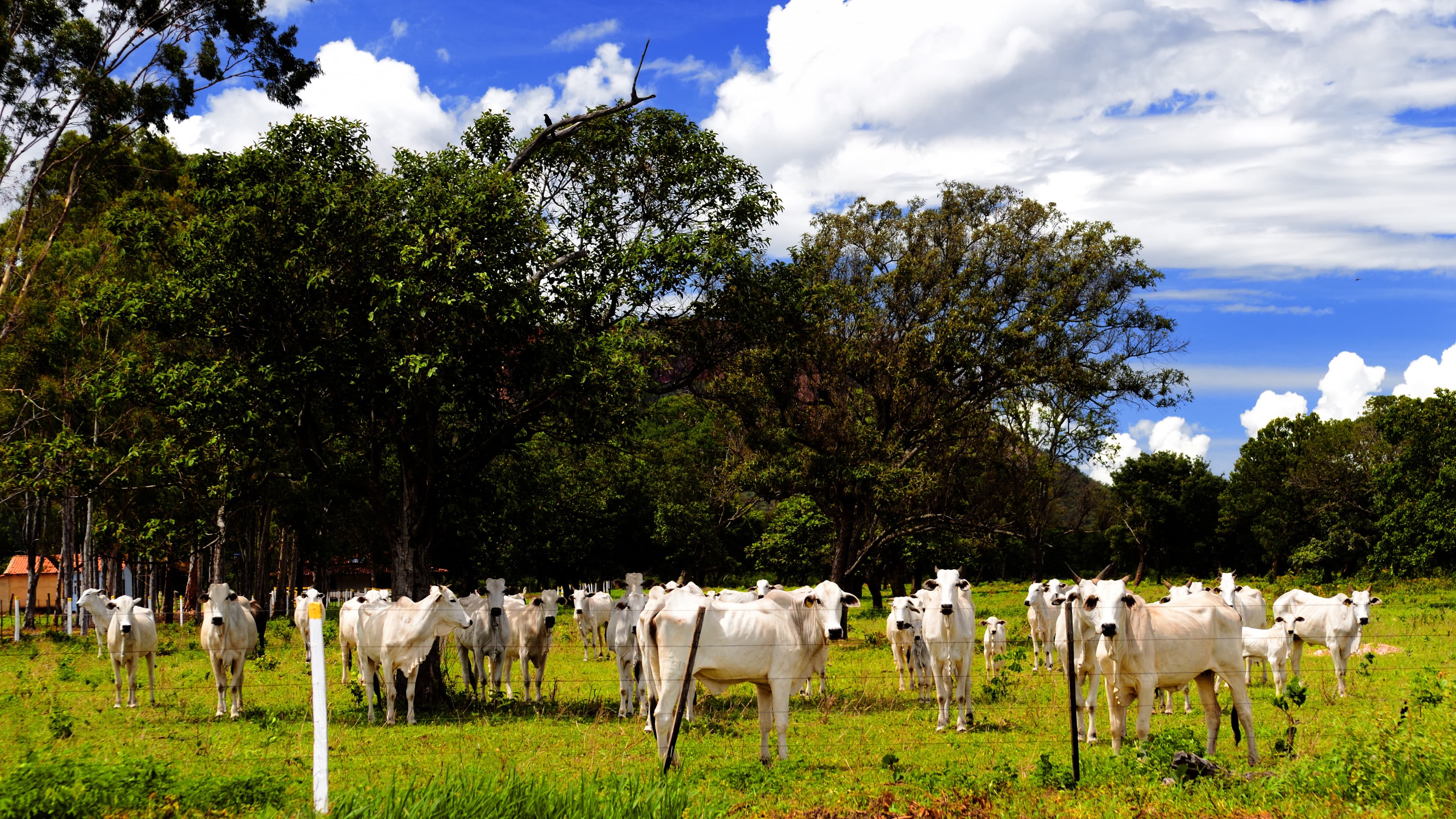 Rebanho de gado Nelore a pasto em fazenda no Brasil