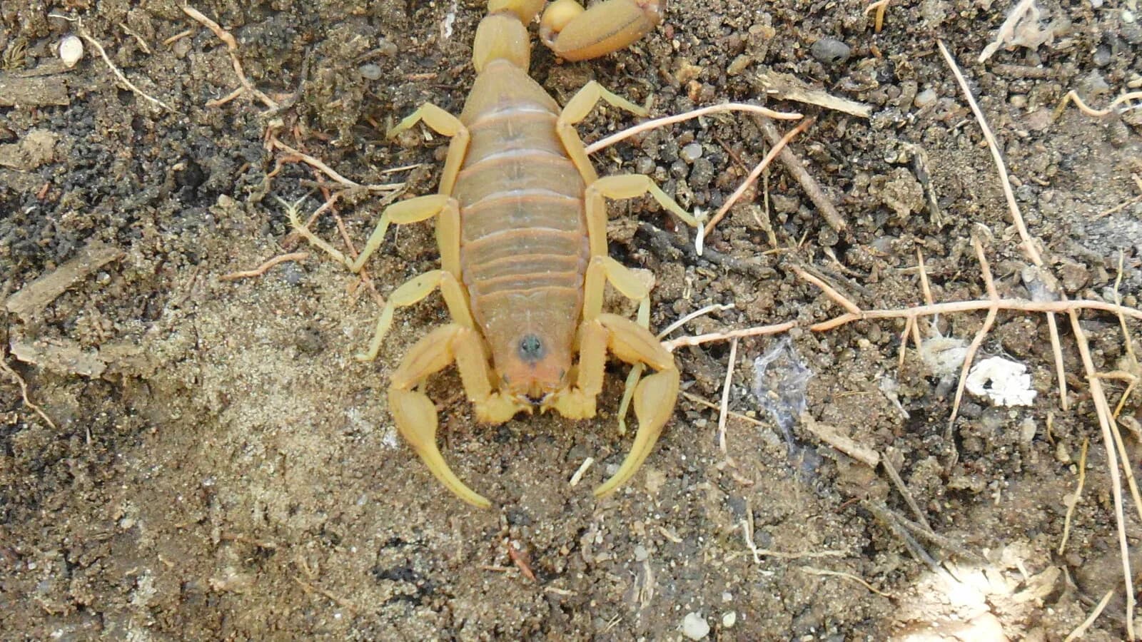 Escorpião-amarelo (Tityus serrulatus), espécie responsável pela maioria dos acidentes no Brasil