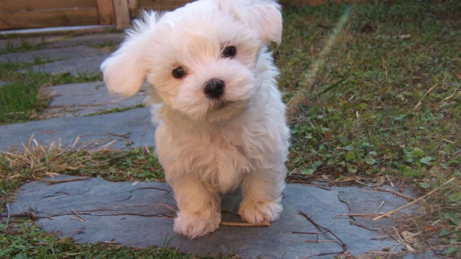 Filhote de cachorro da raça bichon maltês, de pelagem branca, em jardim (foto ilustrativa)