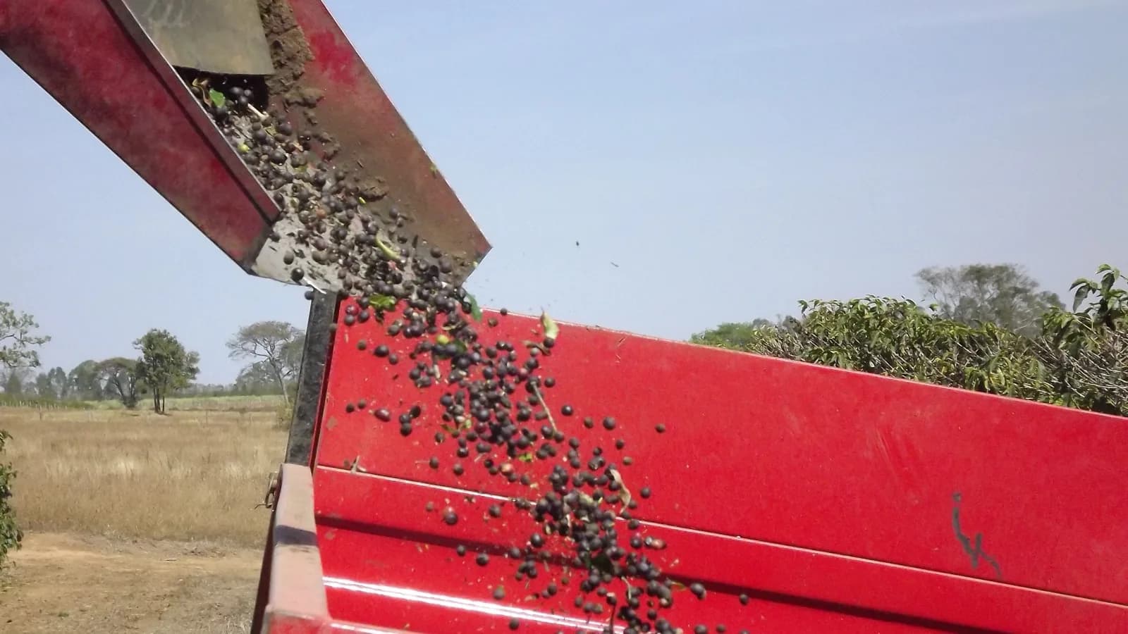 Colheitadeira mecânica despeja grãos de café em caminhão durante colheita no Cerrado