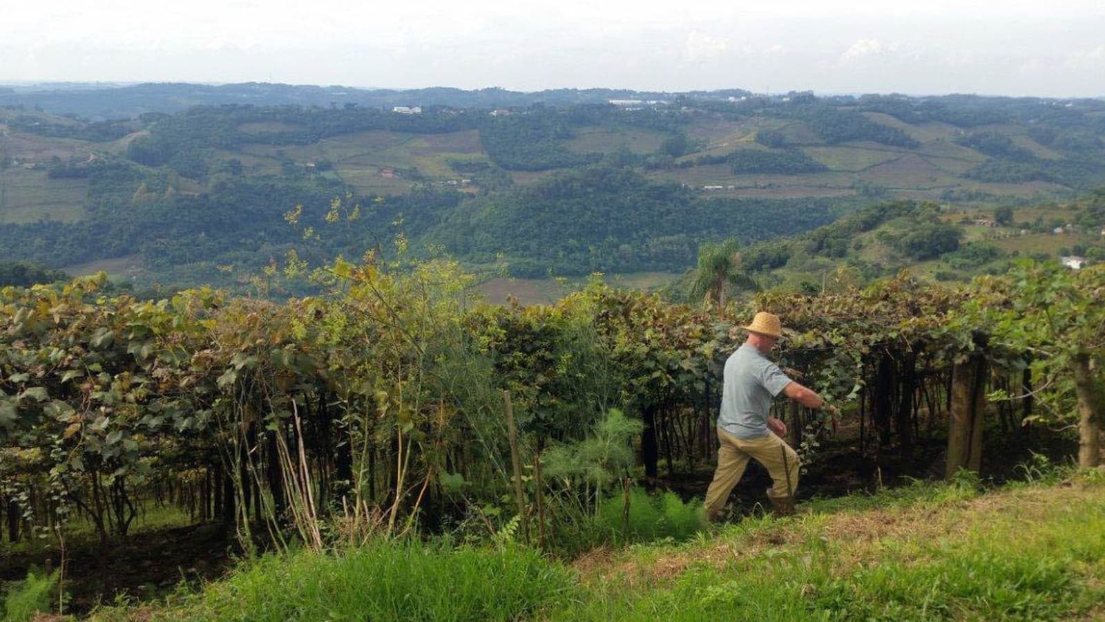 Produtor rural caminha por vinhedo com propriedades ao fundo (imagem de arquivo)