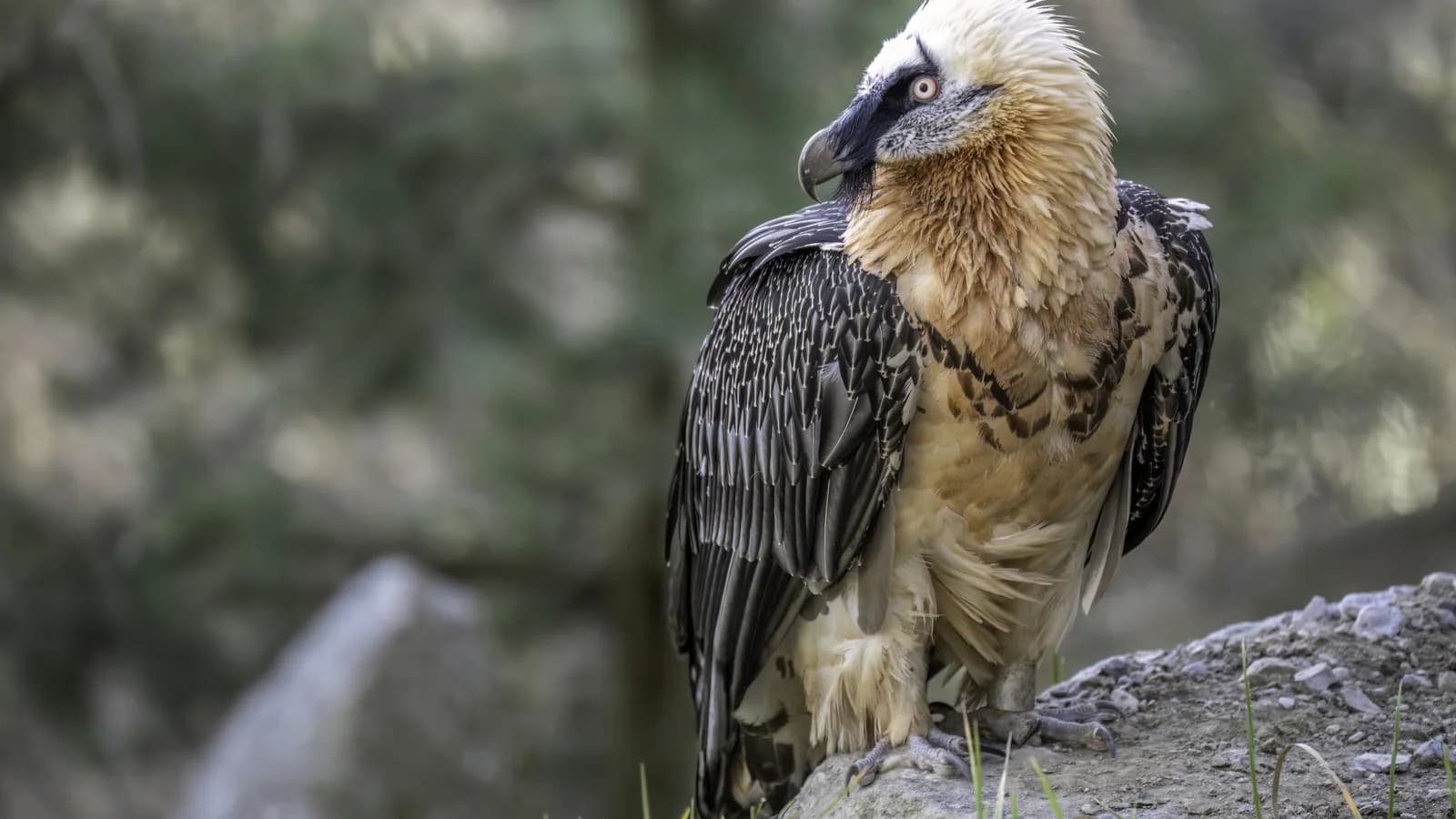 Abutre-barbudo de perfil, com plumagem clara na cabeça e penas escuras no corpo