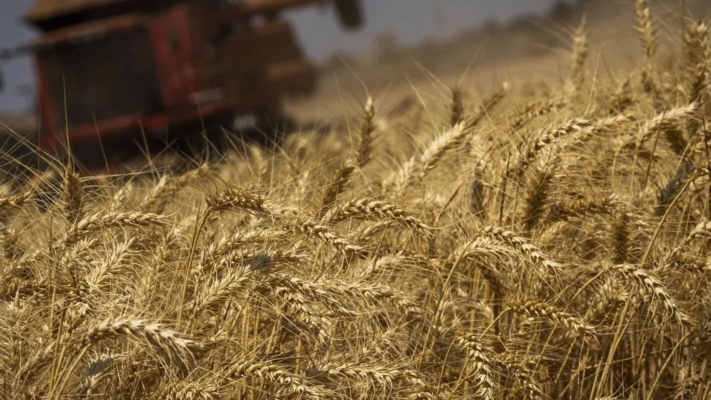 Colheitadeira em lavoura de trigo dourado ao entardecer