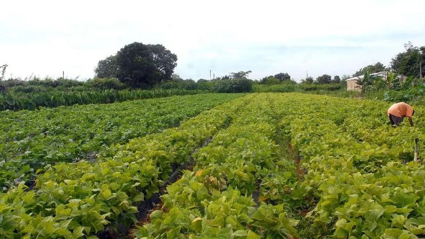 Agricultor trabalha em plantação durante o dia, foto de arquivo ilustrativa de lavoura no Brasil