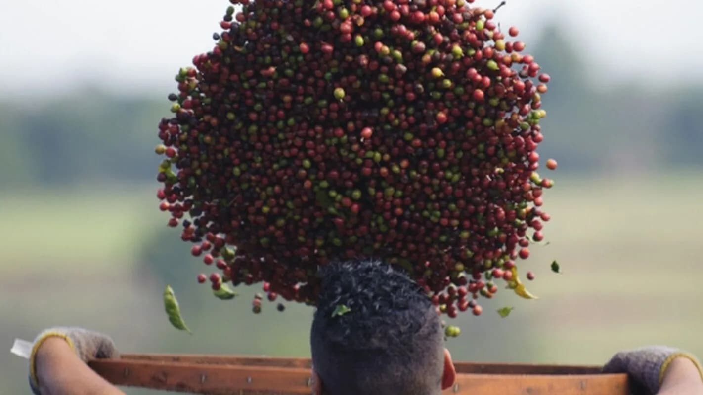 Trabalhador carrega cerejas de café recém-colhidas em plantação, foto de arquivo