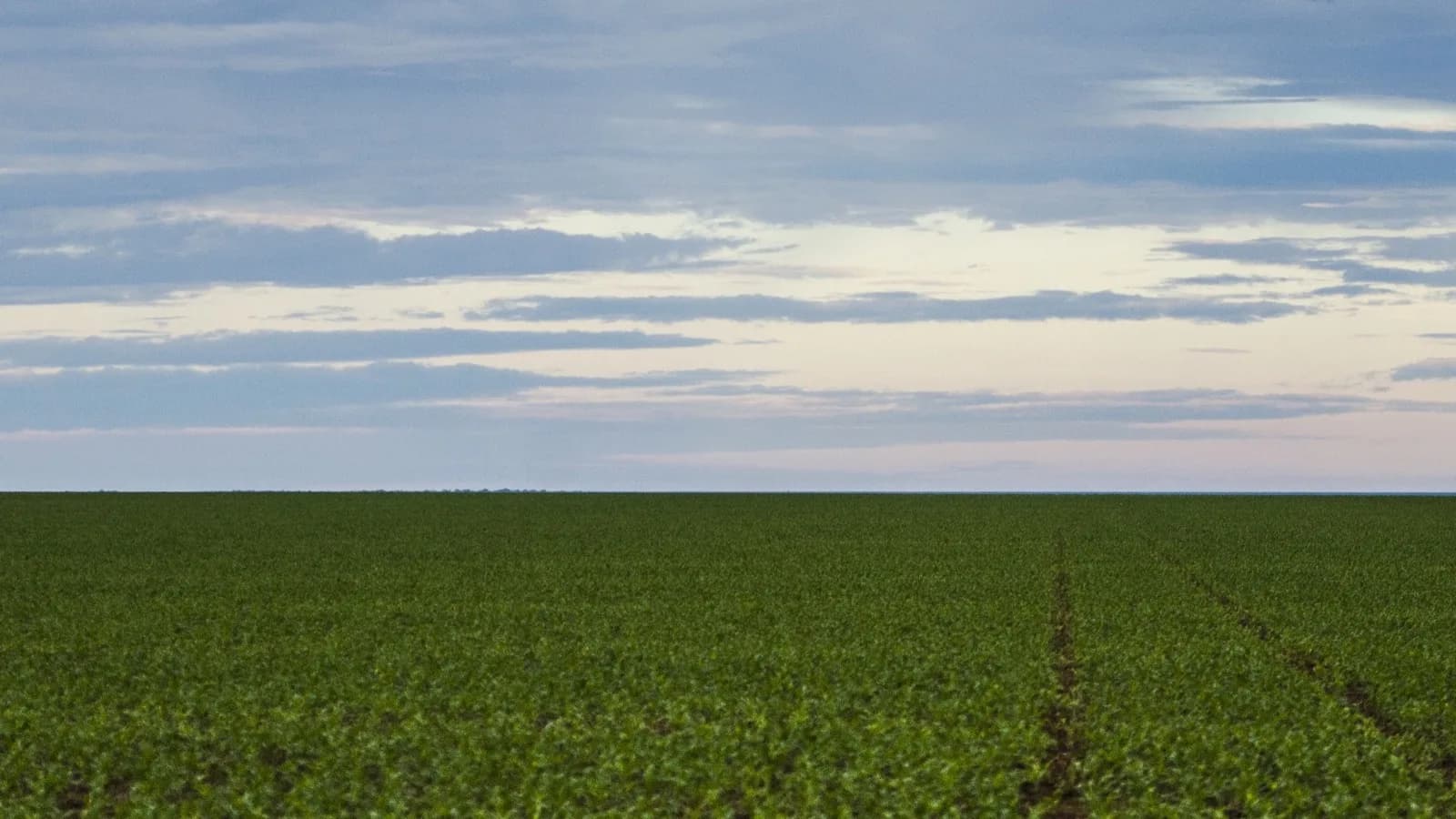 Plantação de soja em área rural de Brasnorte, no Mato Grosso