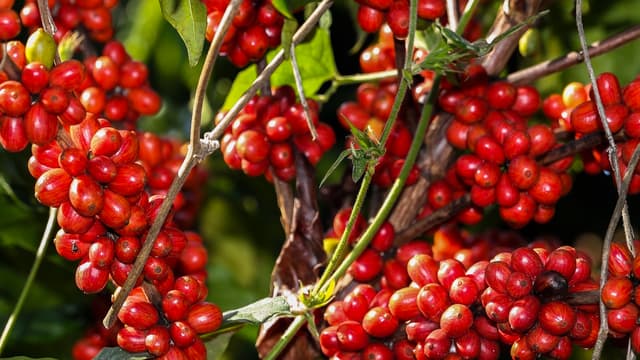 Frutos maduros de café, vermelhos, agrupados nos galhos de um pé de café em uma lavoura