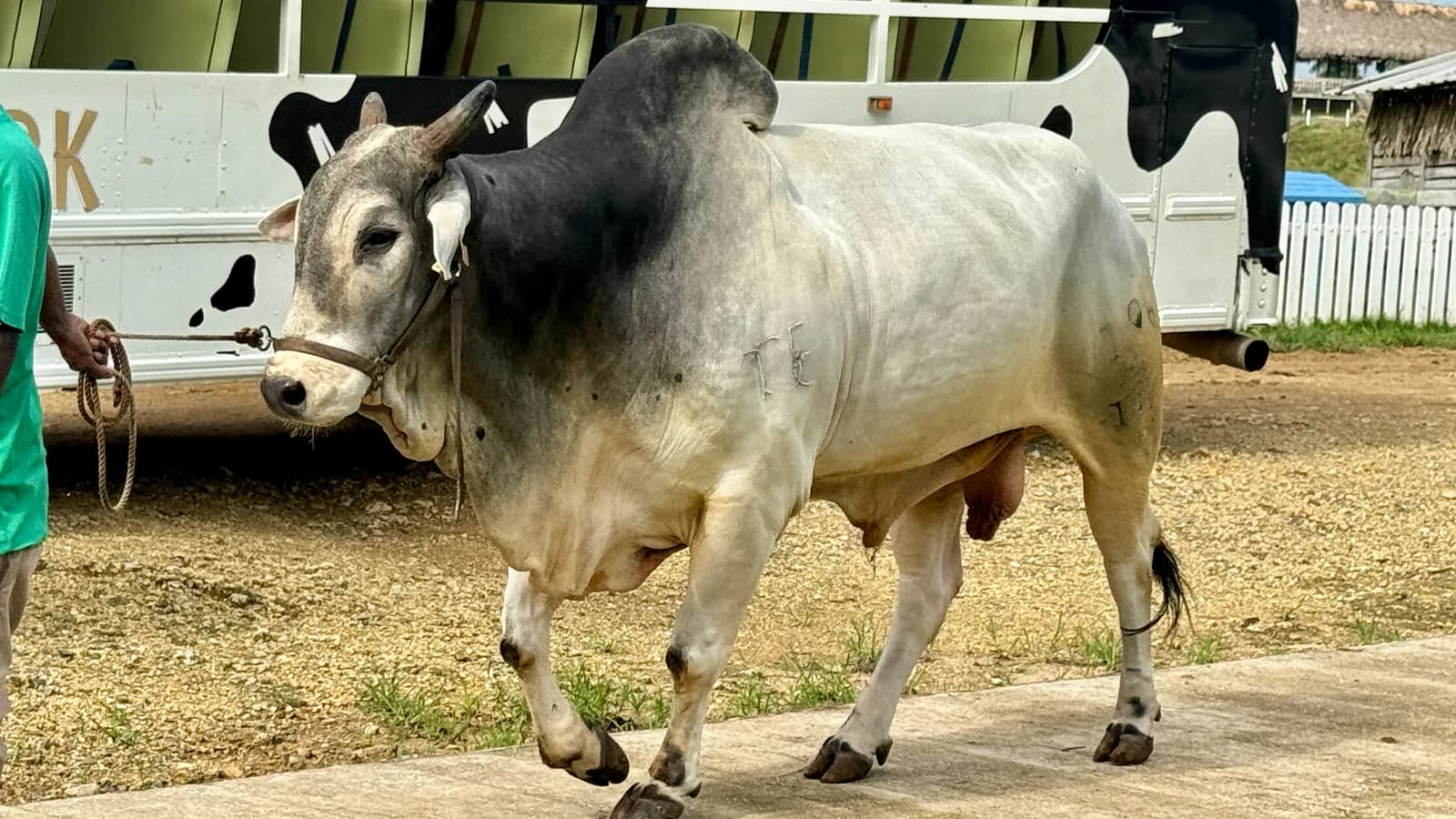 Boi da raça Nelore conduzido por produtor em foto de arquivo