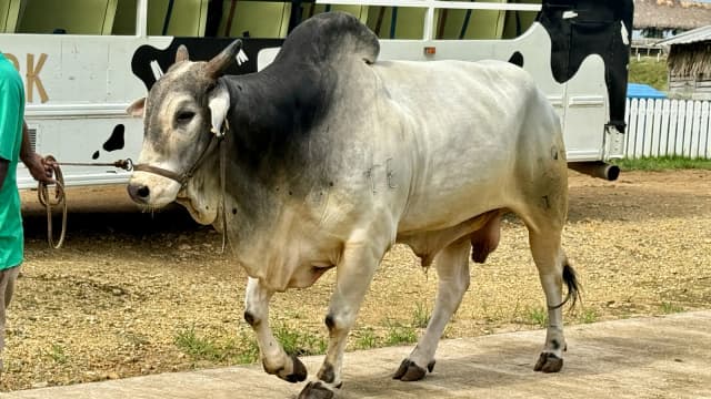 Boi da raça Nelore conduzido por produtor em foto de arquivo