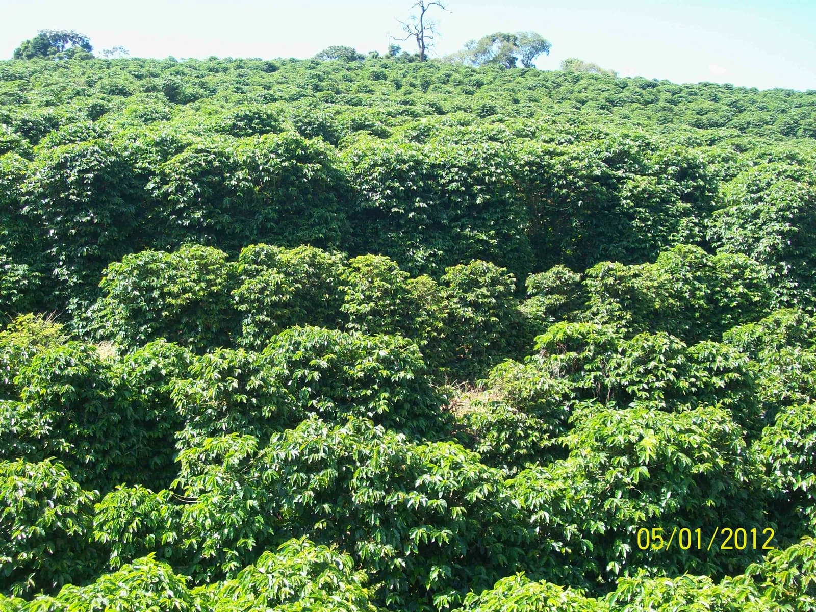 Lavoura de café em Carmo de Minas, no sul de Minas Gerais