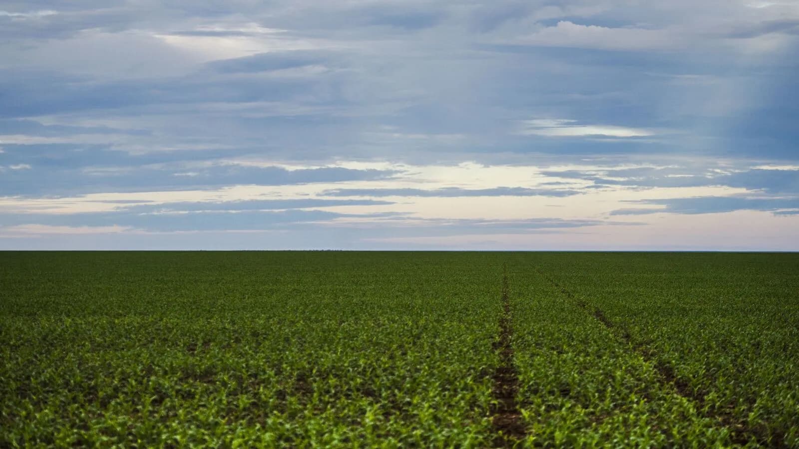 Plantação de soja em Brasnorte, Mato Grosso