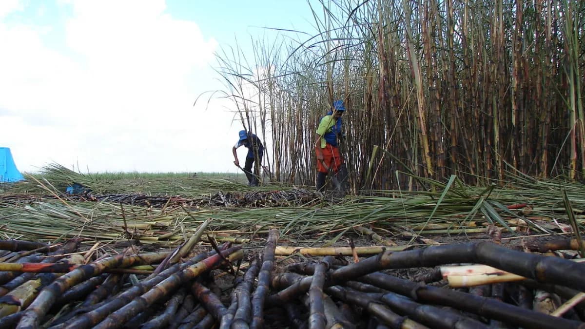 Trabalhadores em canavial durante colheita manual de cana-de-açúcar