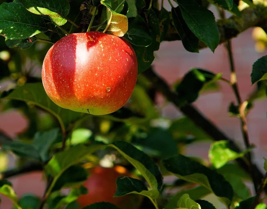 Imagem ilustrativa: apple, tree, apple orchard, orchard, nature, fresh, fruit, fresh apple, fresh fruit, red apple, harvest, produce, organic