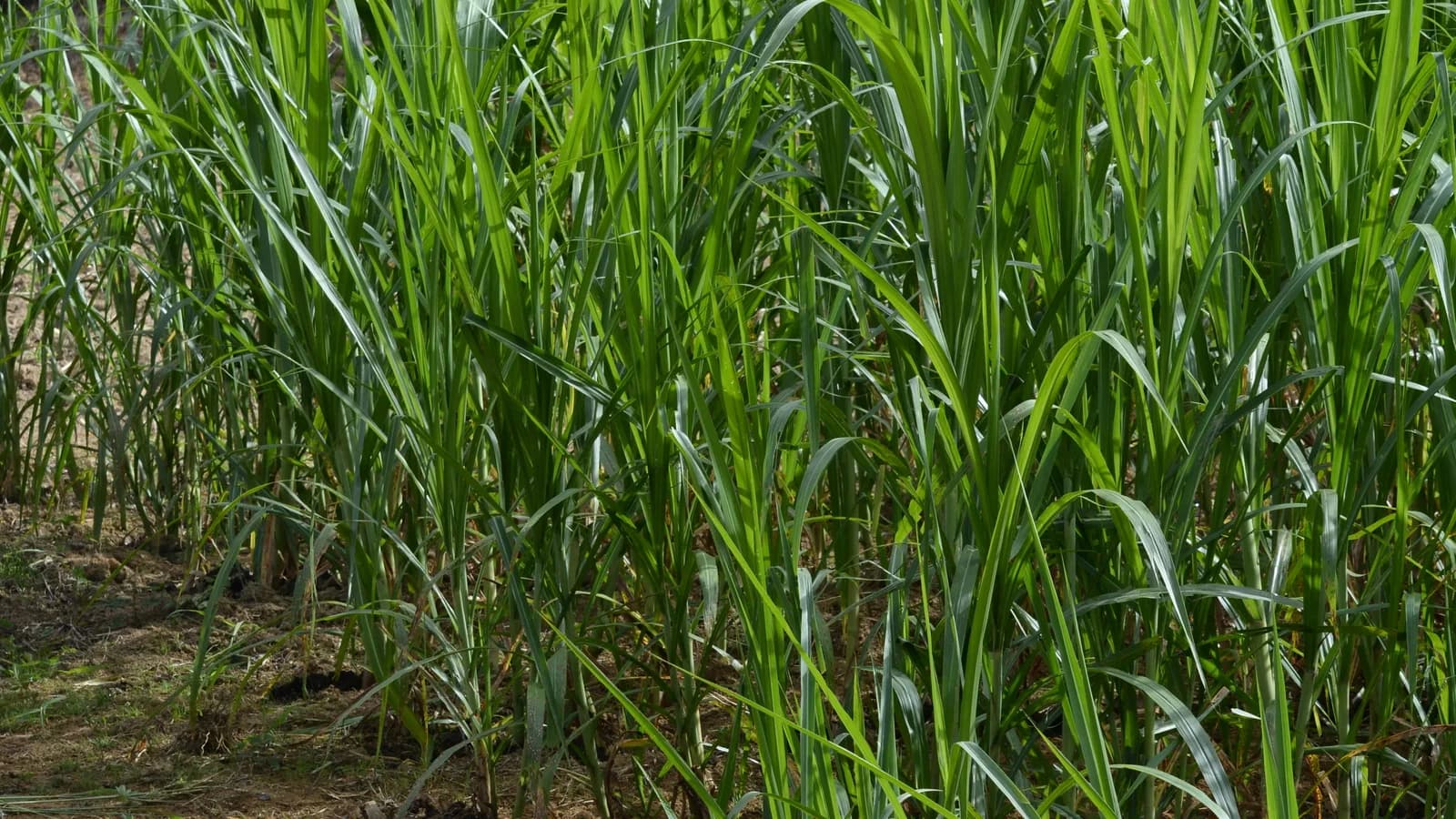 Plantação de capim BRS Capiaçu, variedade forrageira usada como alimento para gado, em projeto da Embrapa
