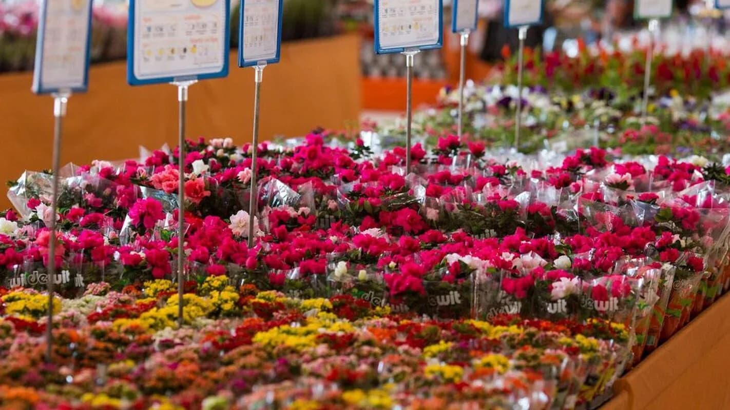 Flores à venda em banca de floricultura, foto de arquivo