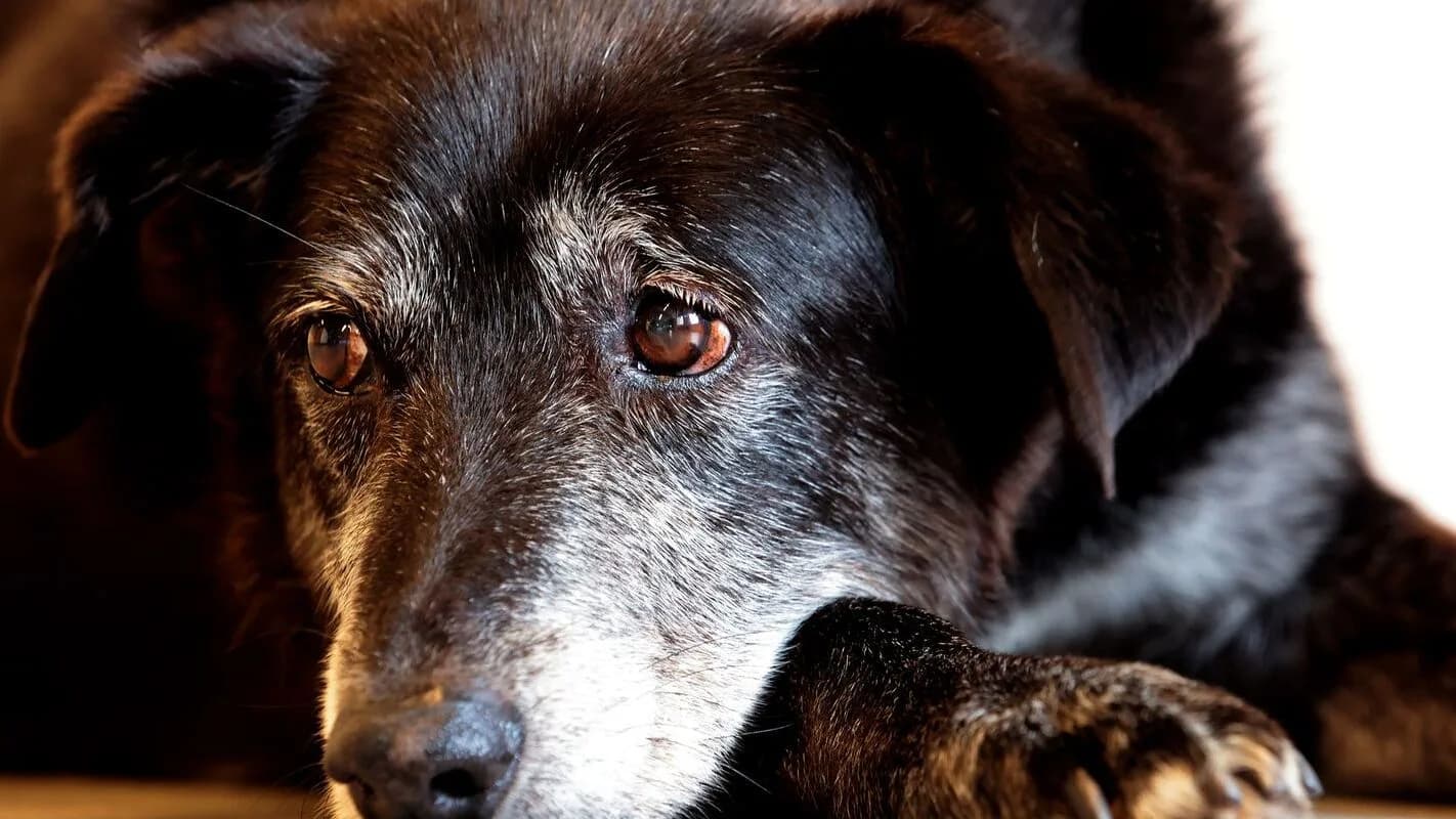 Cão de raça de trabalho olha para a câmera, em foto ilustrativa de arquivo