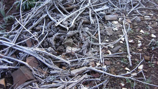Geada cobrindo vegetação no Rio Grande do Sul (foto de arquivo)