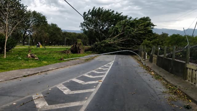 Árvore de grande porte arrancada pela raiz caída sobre uma via em São Paulo, derrubando fiação, com galhos espalhados no asfalto, em 29 de julho de 2026