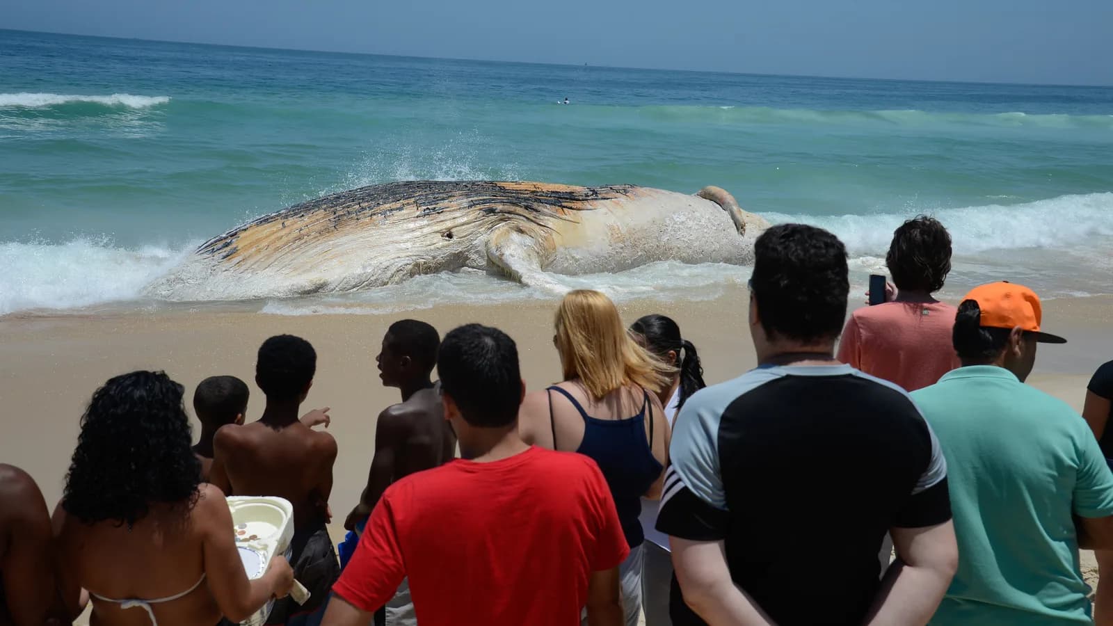 Pessoas observam de perto a carcaça de uma baleia encalhada na Praia do Arpoador, no Rio de Janeiro