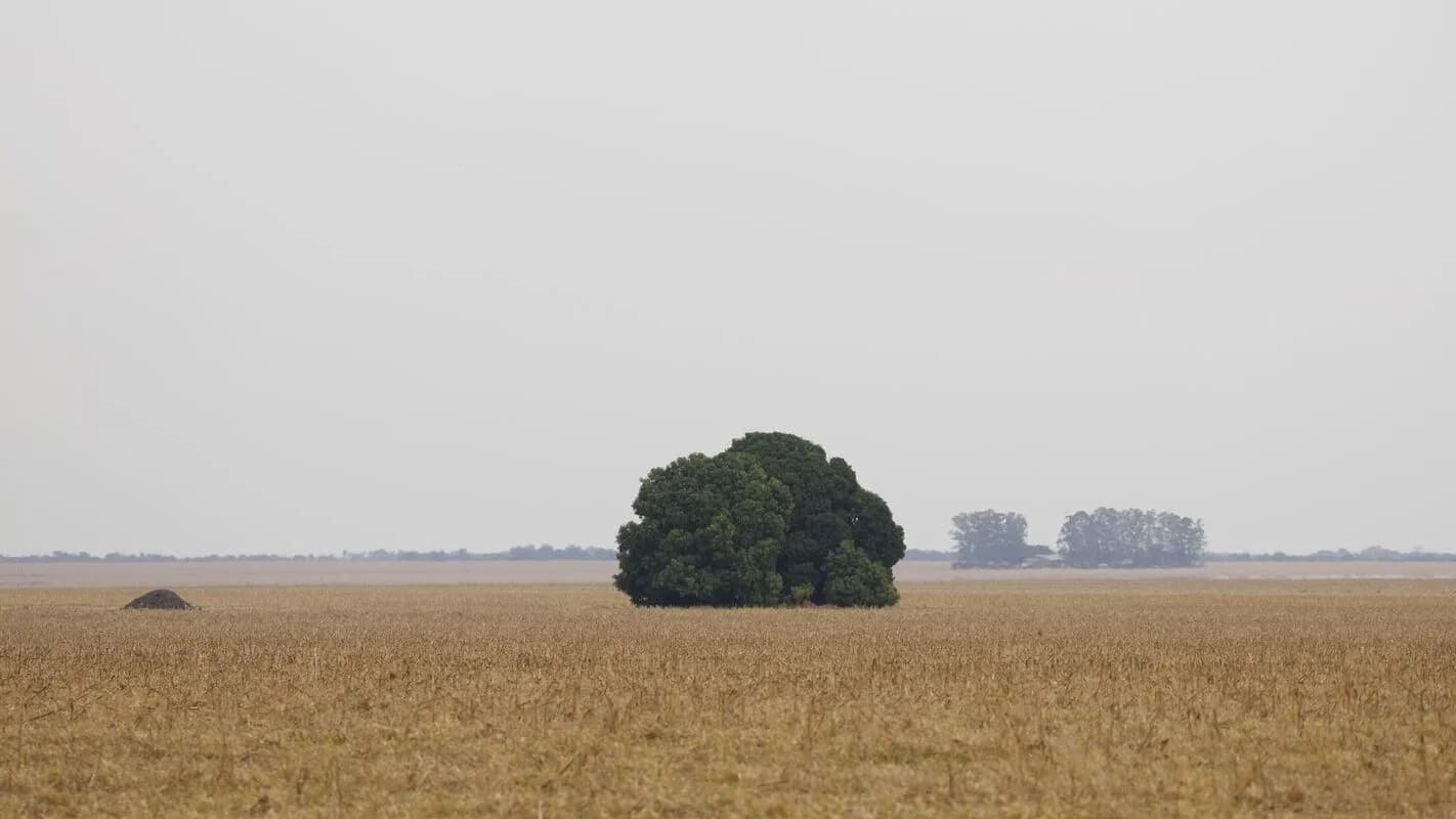 Plantação no Cerrado brasileiro, região que concentra parte da fronteira agrícola voltada à exportação