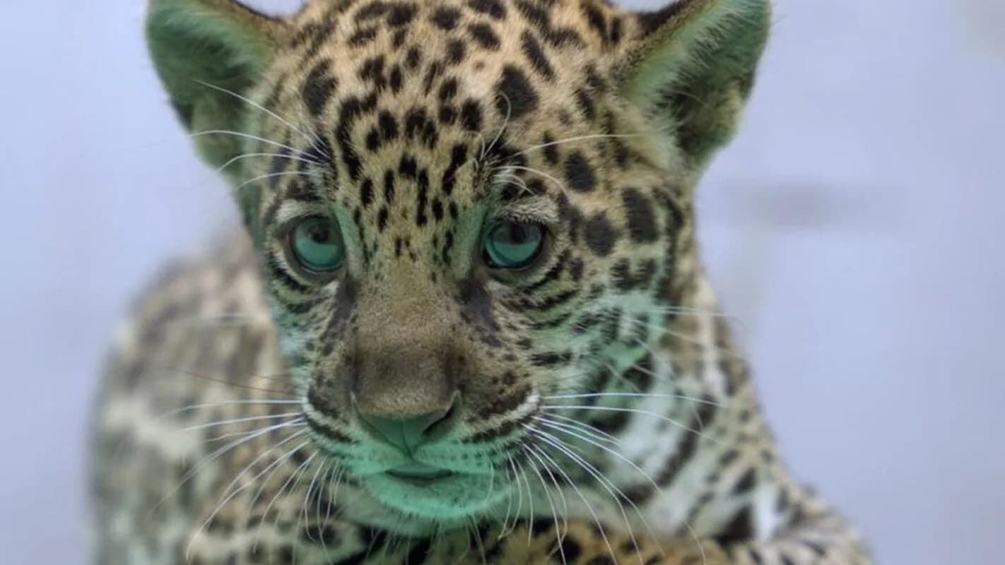 Filhote de onça-pintada em close-up, foto ilustrativa de arquivo (não é a filhote Maia)