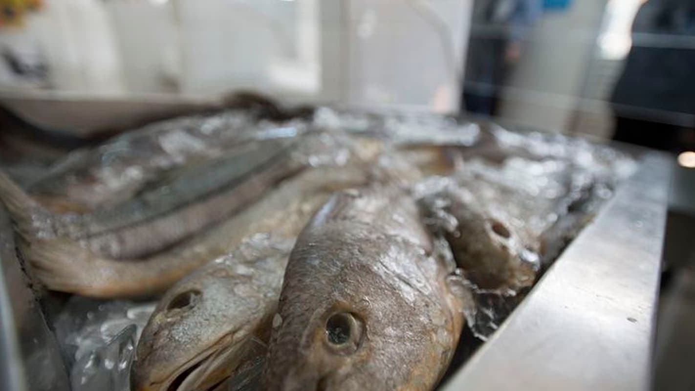 Peixes pescada frescos sobre mesa de inspeção sanitária