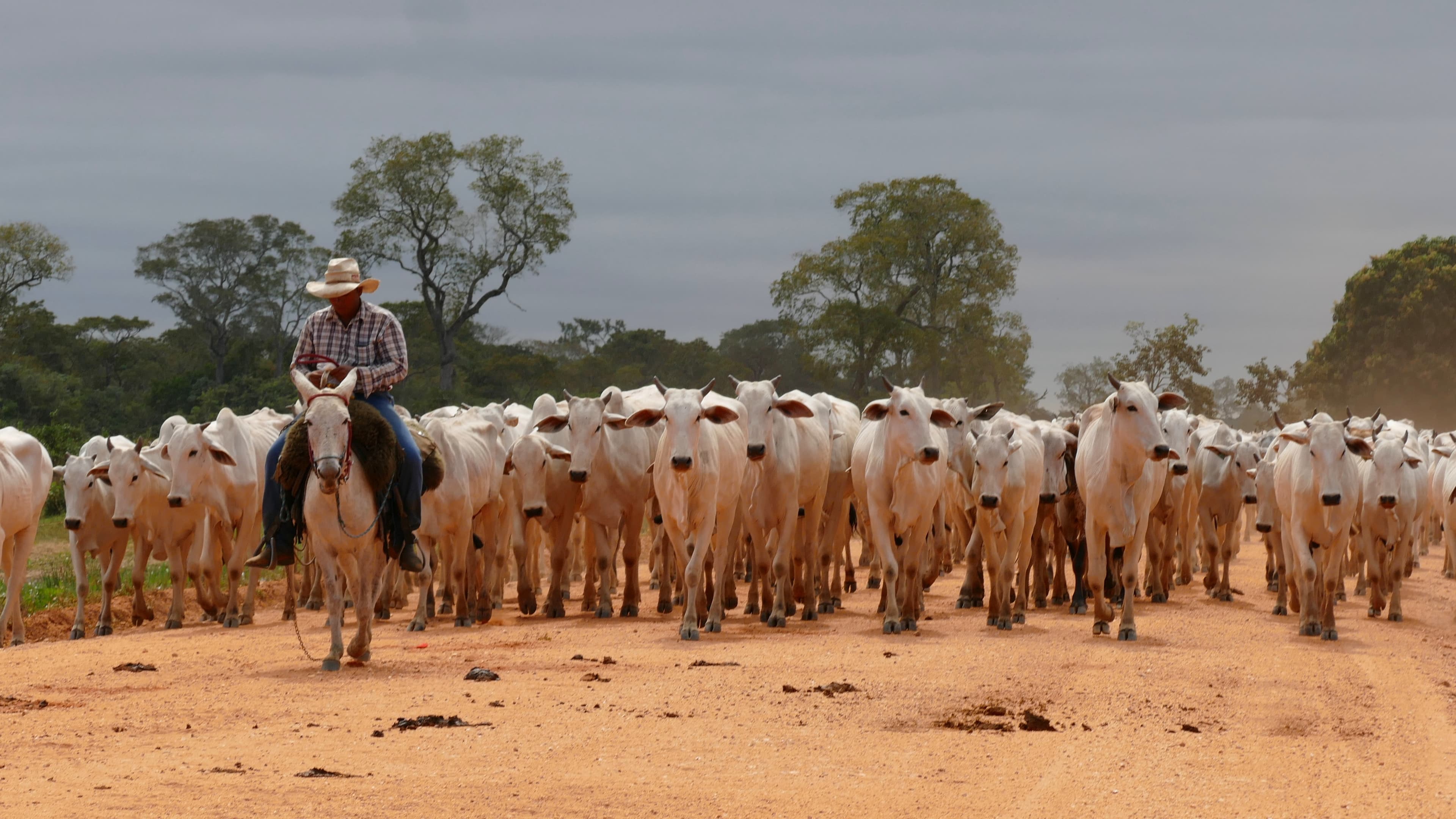 Peão a cavalo conduz grande boiada de gado nelore em estrada de terra no Mato Grosso