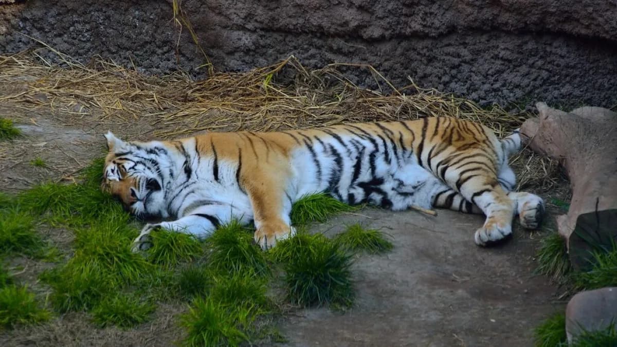 Tigre deitado em recinto de zoológico