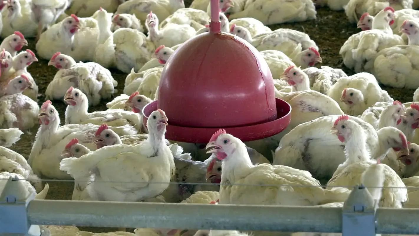 Frangos de corte em aviário de produção no Brasil (foto de arquivo)
