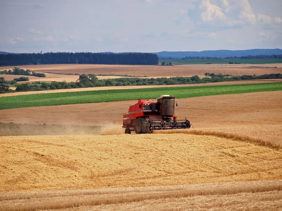 Imagem ilustrativa: Brasil enfrenta menor área de cultivo de trigo em nove anos